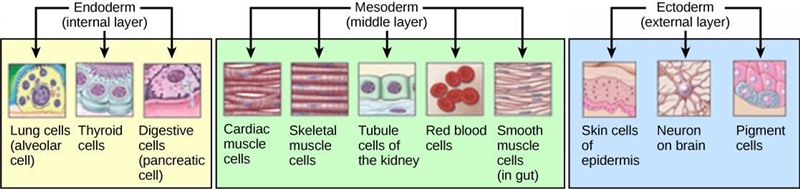 Recall that in humans, as cells begin to differentiate, they form a hollow ball made-example-1