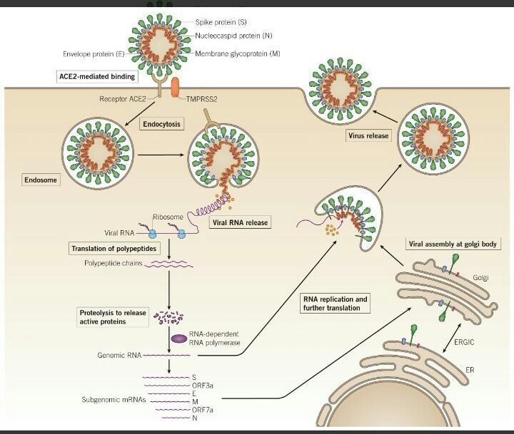 Where does rna not produce during replication-example-1