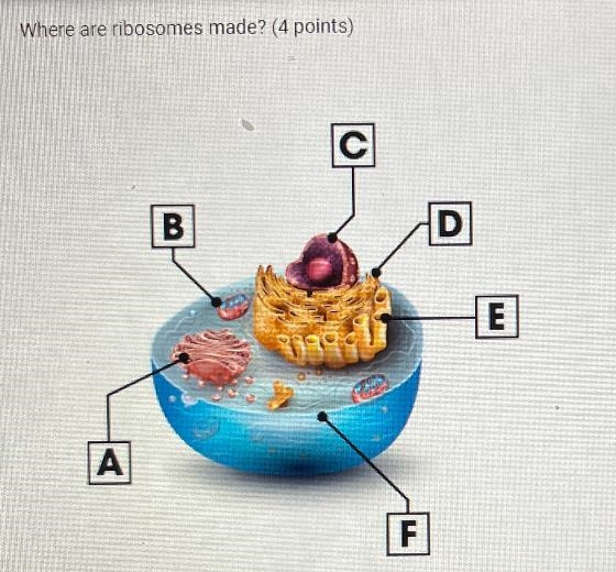 Where are ribosomes made? (4 points)C| ВDEAF-example-1