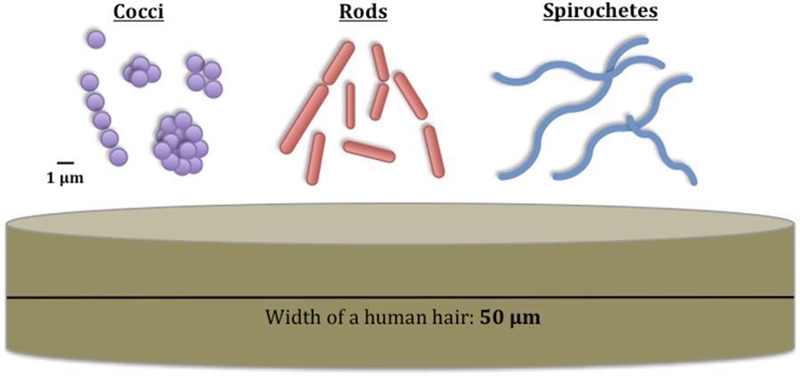 What is an adaptation of larger cells to increase their surface area to volume ratio-example-1