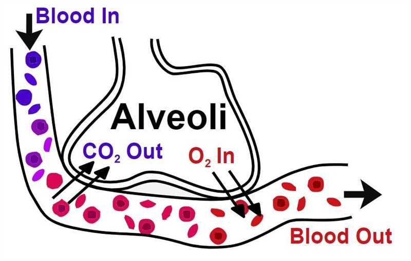 Where oxygen and carbon dioxide can be exchanged-example-2