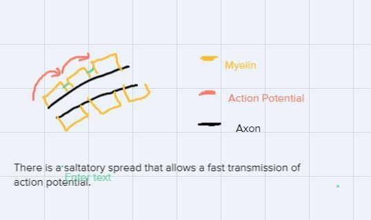 How does the myelin sheath affect the transmission of an action potential (2 marks-example-1