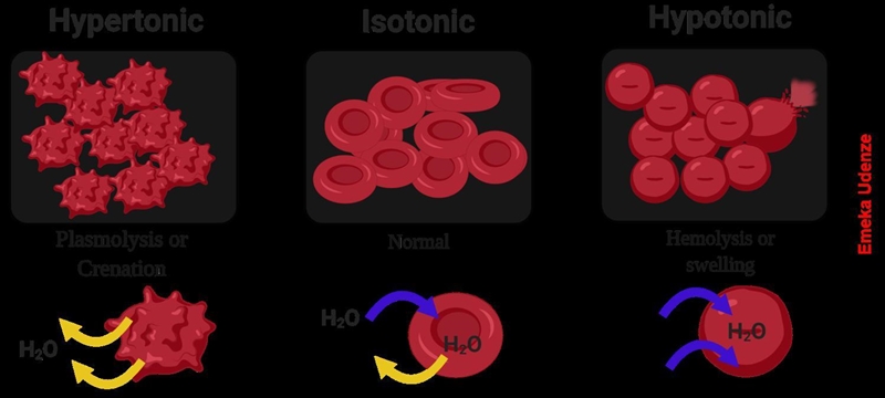 A cell is in a solution in which the concentration of solute is higher inside the-example-1