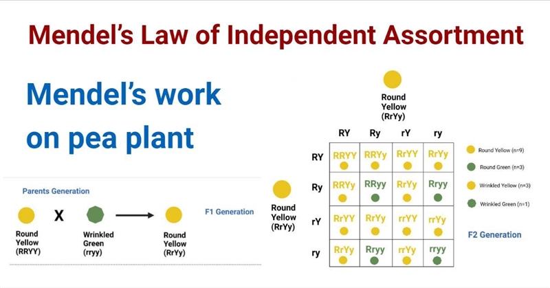 HELP demonstrate the law of independent assortment by listing the 4 alleles that are-example-1