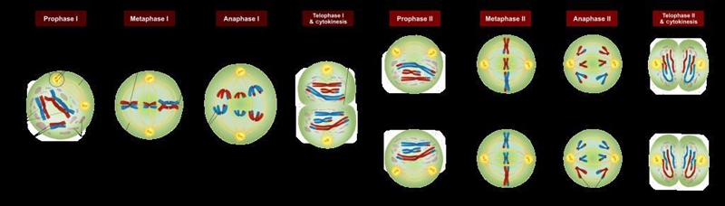 Crossing over increases genetic diversity. In which process does this occur?-example-1