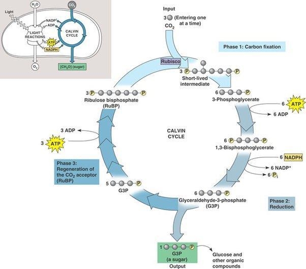 How is the process of photosynthesis taking place thru Calvin Cycle?-example-1