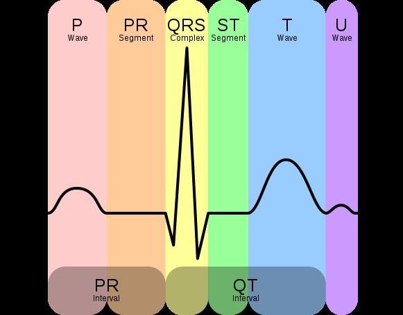 You are learning to read electrocardiograms. You know that the patient you are examining-example-1