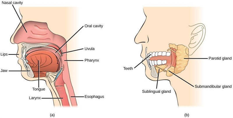 Label the names Mouth, Esophagus, Stomach, Small Intestines Salivary Glands, Gallbladder-example-3