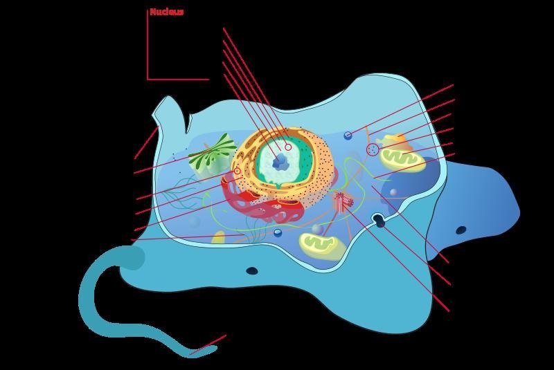 select all the true statements :a) Mitochondria are outside the nucleus of an animal-example-1