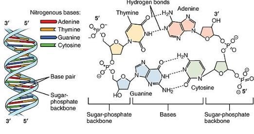 What is the complementary strand of DNA for the following bases?-example-1