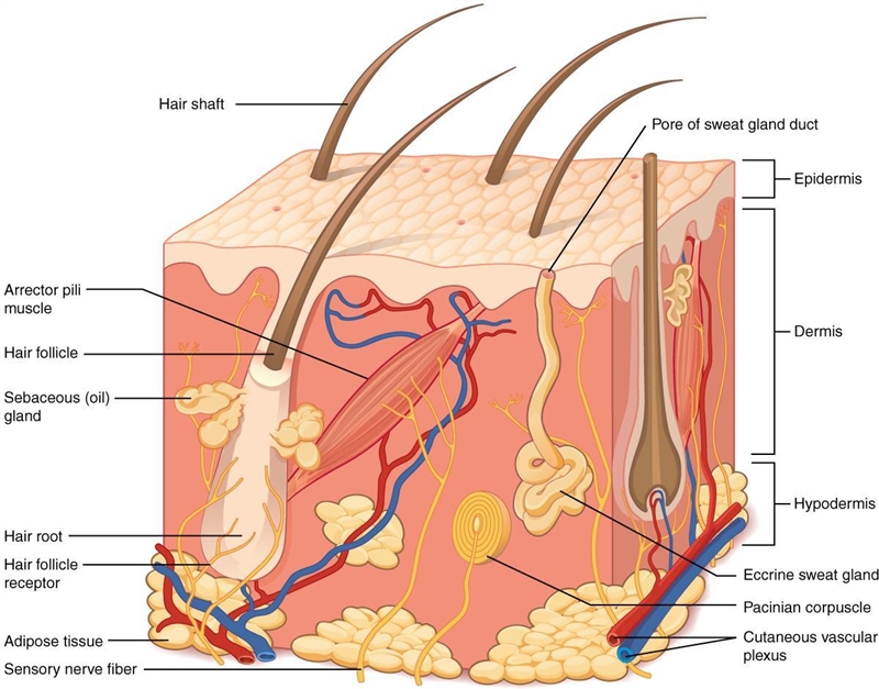 Describe the structure and function of the skin-example-1