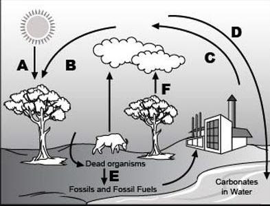 Justify why this process is a recycling of carbon in the carbon cycle.-example-1