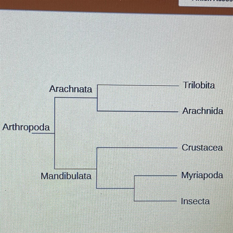 HELP IM ON LIMITED TIME! Given the following phylogenetic tree from animals that lived-example-1