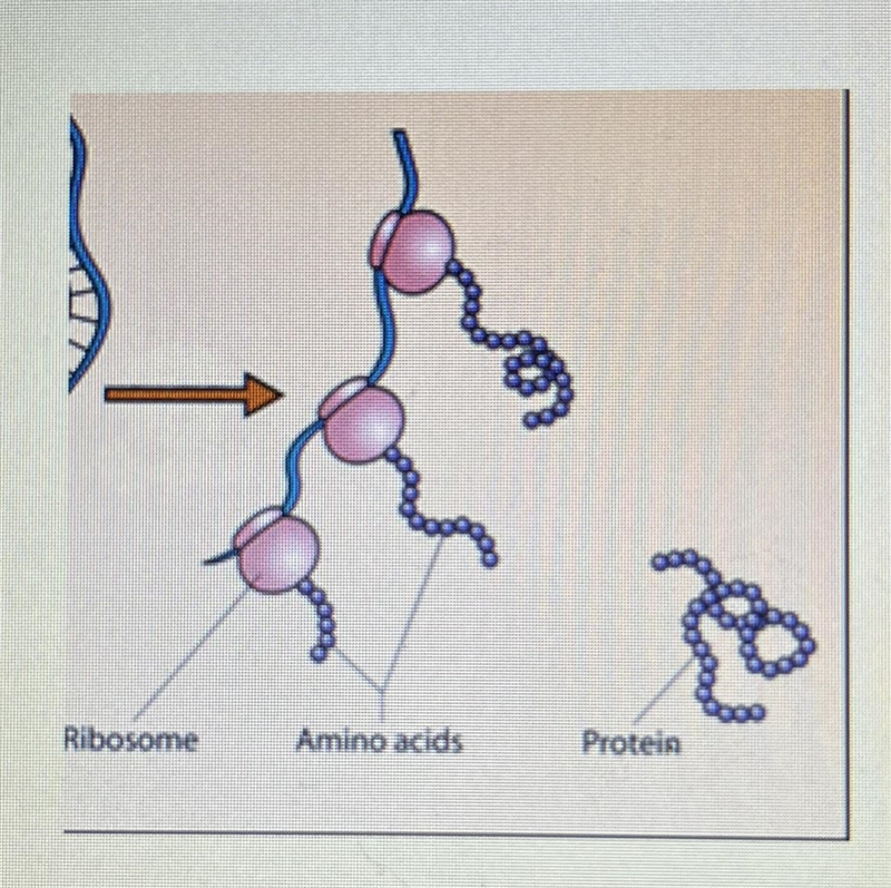 What is taking place in the picture belowA. Amino Acid spoolingB. TranslationC. Cellular-example-1