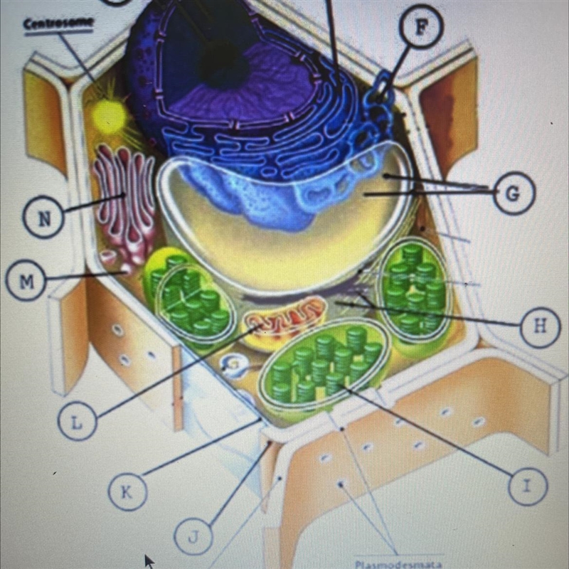 What type of cell is the cell in this diagram ?-example-1