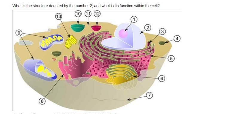 What is the structure denoted by the number 2, and what is its function within the-example-1