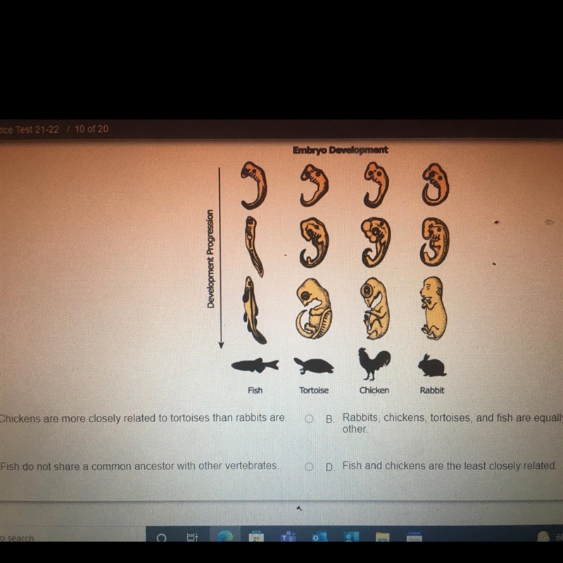 Which statement can best be supported by the picture of embryos-example-1