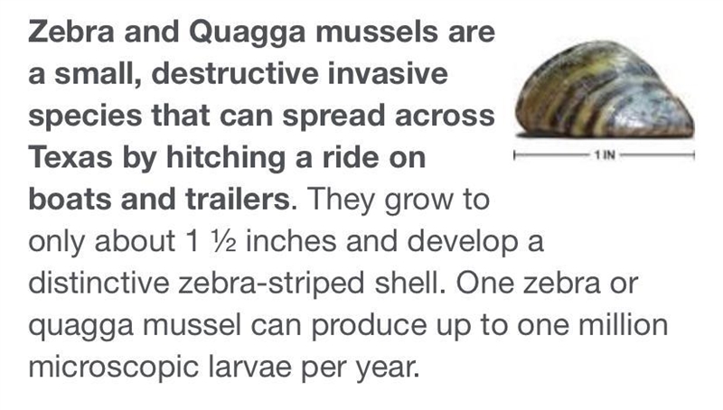 How do invasive species (for example: the zebra mussel) affect the food chain of the-example-1