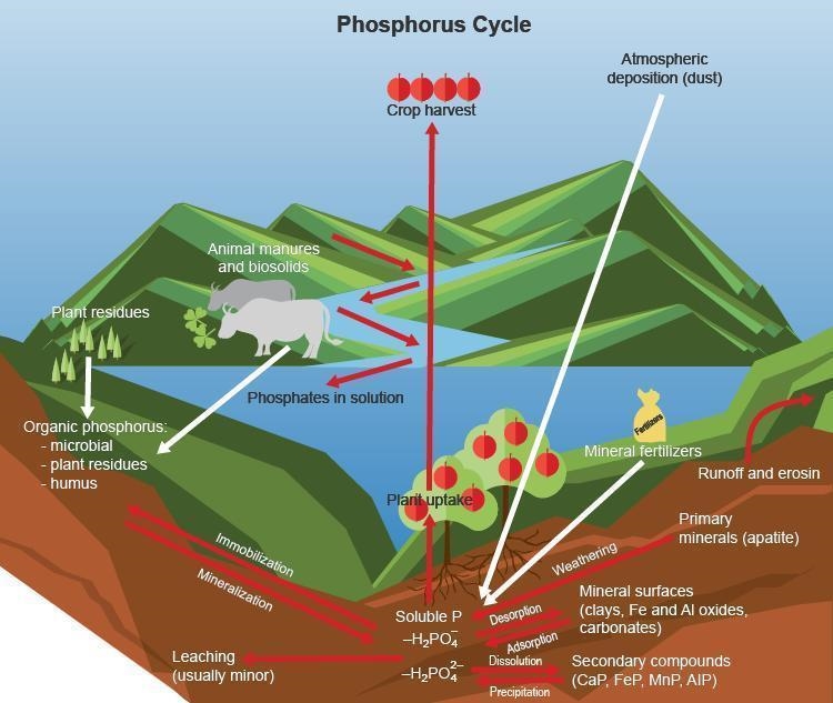 According to the diagram, what sources contribute to the phosphorus found in soil-example-1