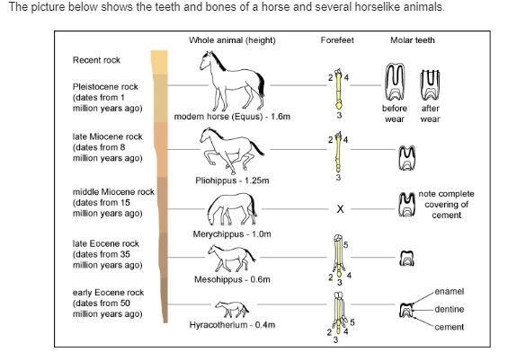 Do these fossils support the theory of evolution?-example-1