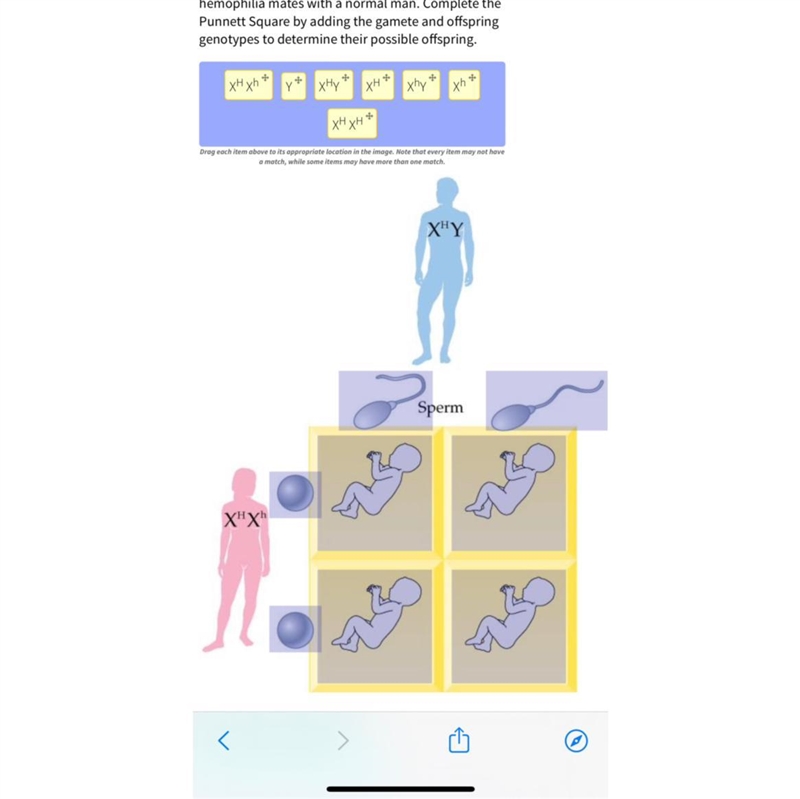 An X-linked gene causes a form of hemophilia. A woman who is a genetic carrier of-example-1