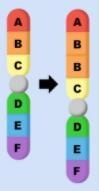 Identify what mutation occurred in the image below.a. Substitutionb. Deletionc. Duplicationd-example-1