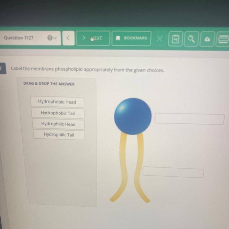 Label the membrane phospholipid appropriately from the given choices-example-1