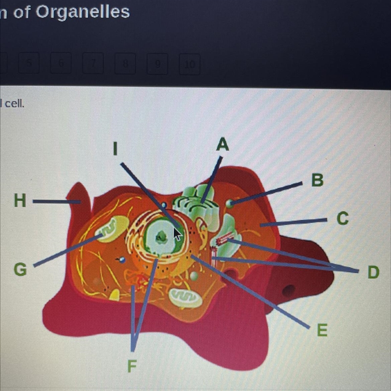 Which organelle is labeled H? A) Cell membrane B) Cell wall C) Endoplasmic reticulum-example-1