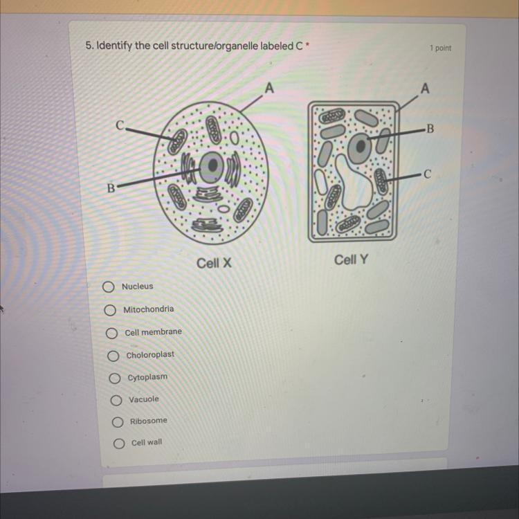 Identify the cell structure/organelle labelled C in the photo below.-example-1