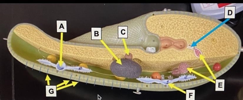 Label and match the following paramecium diagram:A, B C D E F G1. Anterior contractille-example-1