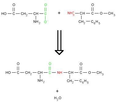 What is the name of the bond between each amino acid?-example-1