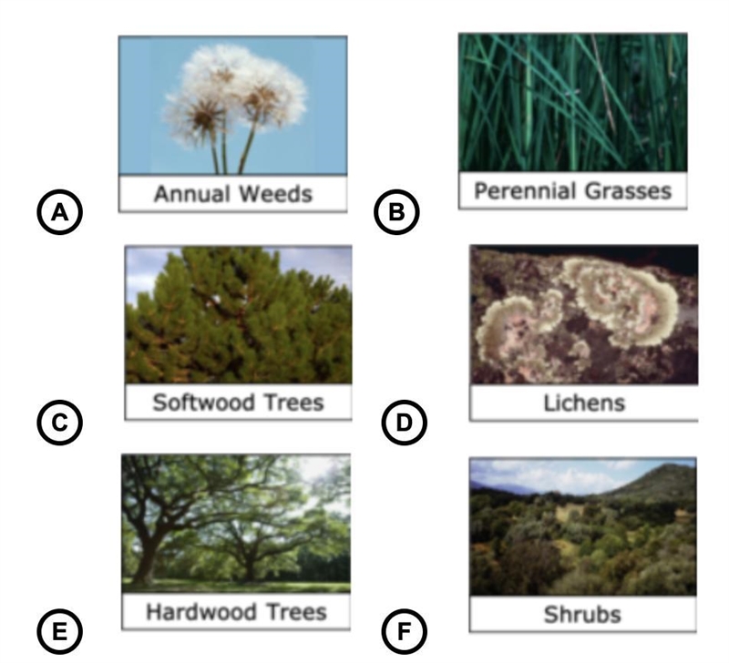 Six images of organisms are below. Drag and drop each organism to place them in the-example-1