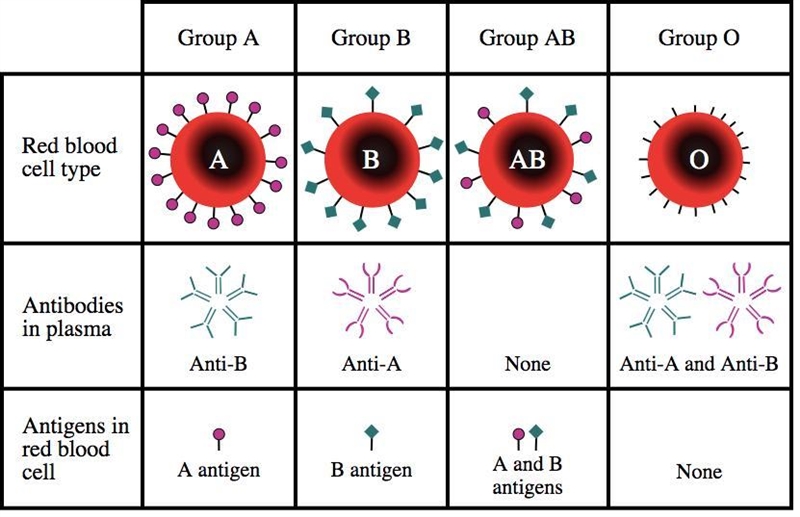 The blood type of the donor and recipient must be compatible for a blood transfusion-example-1