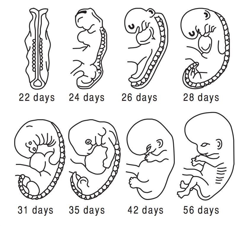 The diagram below shows the development of a human embryo. What caused the changes-example-1