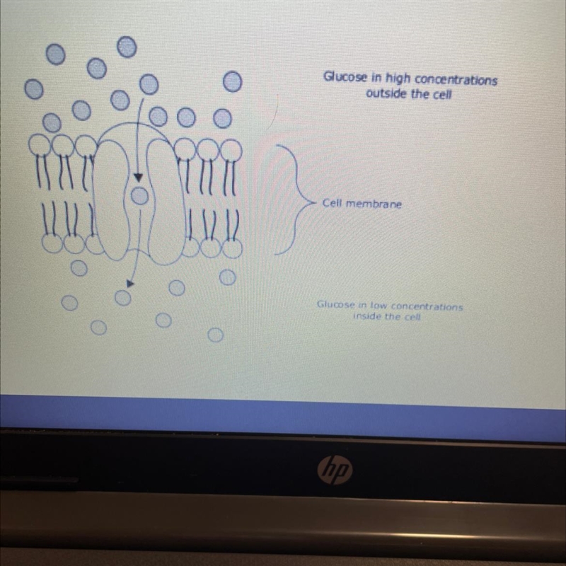 50 points!!! The diagram below shows movement across the membrane which two processes-example-1