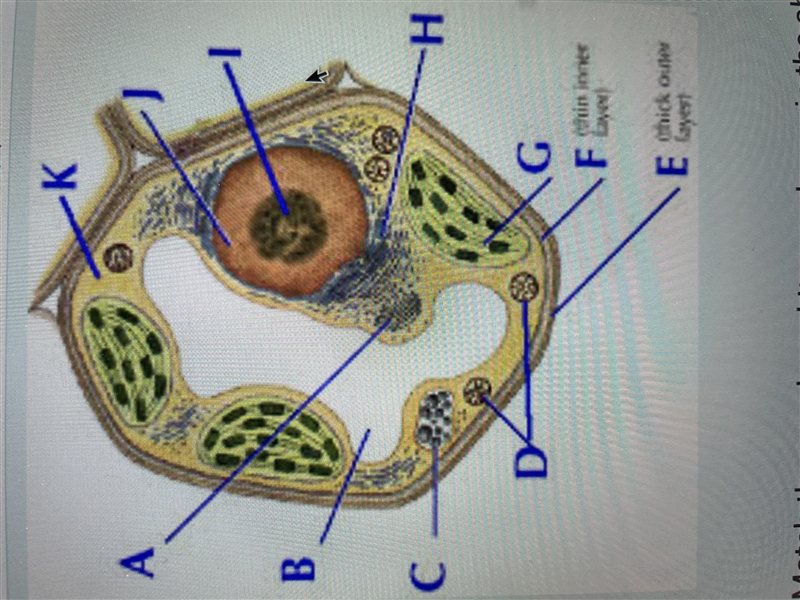 Label each part of the cell! 100 POINTS!!-example-1