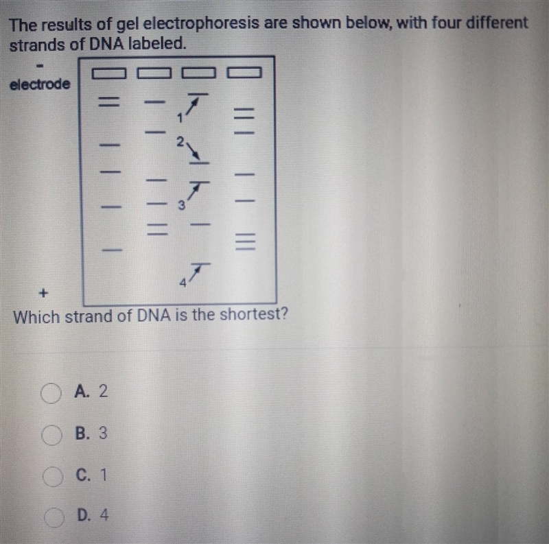 Which strand is the shortest??​-example-1