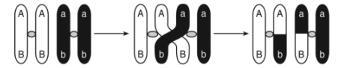 10. The model below shows a process that affects chromosomes during meiosis.This model-example-1