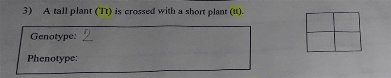 A tall plant (Tt) is crossed with a short plant (tt) (Don’t pay attention to the 2)-example-1