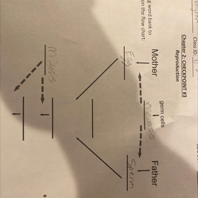 1) Use the following word bank to fill in the blanks on the flow chart: Zygote Mitosis-example-1