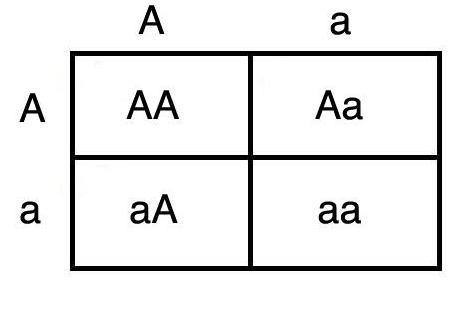 The Punnett square shows all possible combinations of alleles in offspring that can-example-1