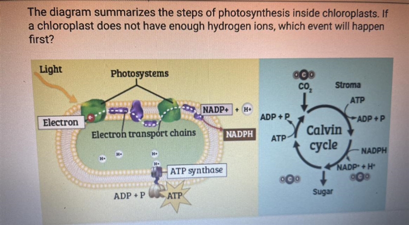 The diagram summarizes the steps of photosynthesis inside chloroplasts. IF a chloroplast-example-1