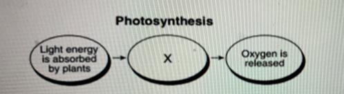 The flowchart below represents the process of photosynthesis. One step is the process-example-1