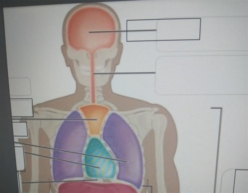 Fill in the blanks with the names of the corresponding body cavities.-example-1