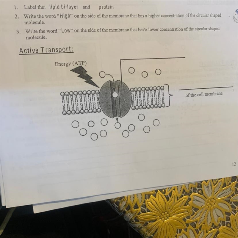 Complete the diagram below for ACTIVE TRANSPORT:1. Label the: lipid bi-layer and protein-example-1