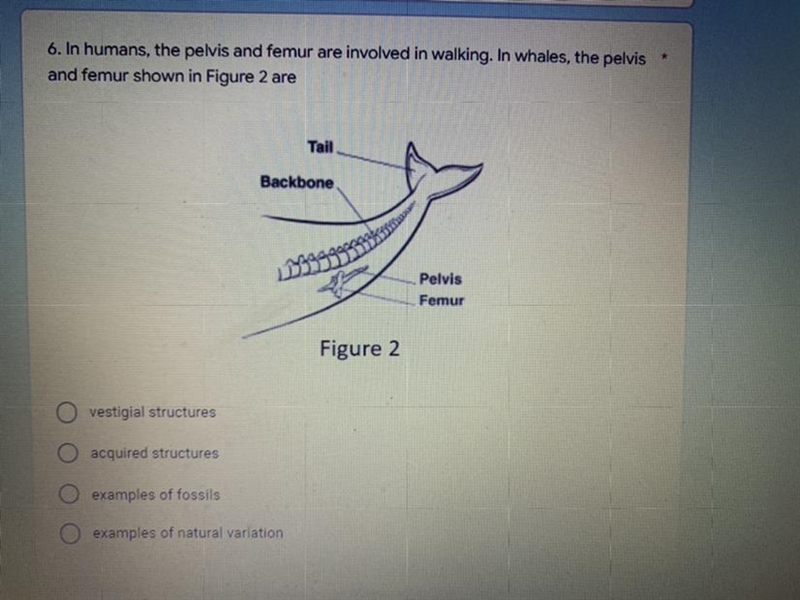 In humans, the pelvis and femur are involved in walking. In whales, the pelvis and-example-1