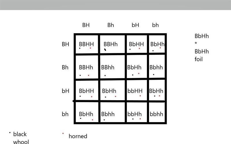 PLEASE HELP, PUNNETT SQUARES, YOU CAN DO THIS SOMEONE! 100 points! In sheep, the allele-example-1