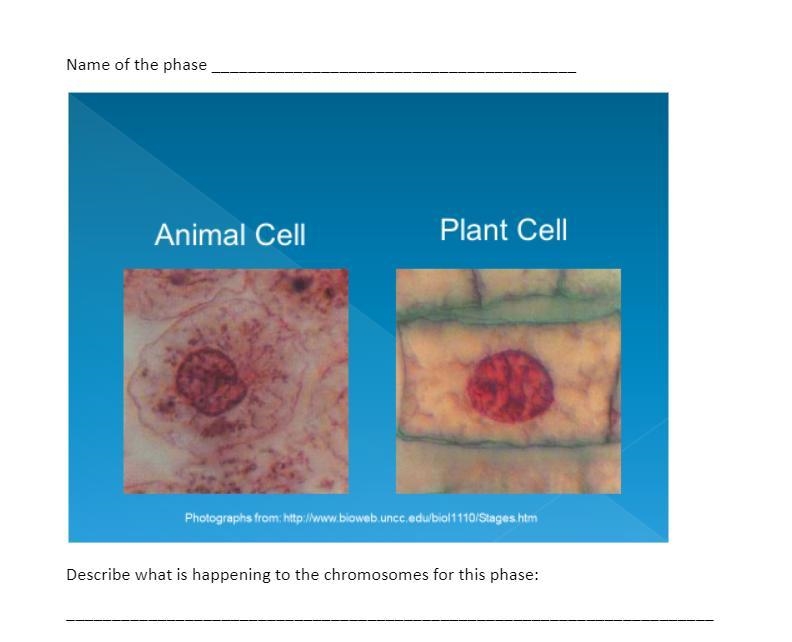 I need help it's naming the phase and describe what's happening to the chromosomes-example-1