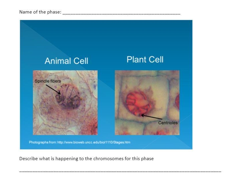 I need help it's naming the phase and describe what's happening to the chromosomes-example-2