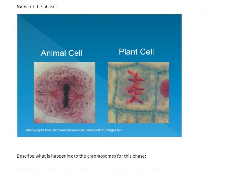 I need help it's naming the phase and describe what's happening to the chromosomes-example-3